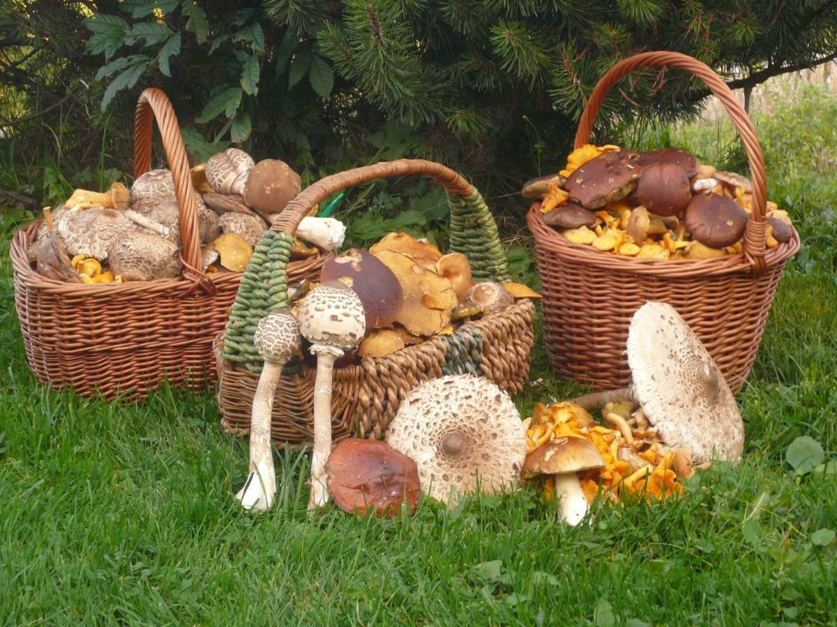 Appartamento Farma Ranch Jelemek *